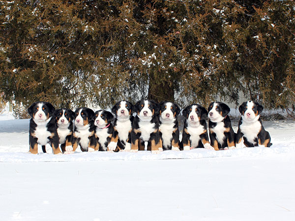 Greater Swiss Puppies in snow